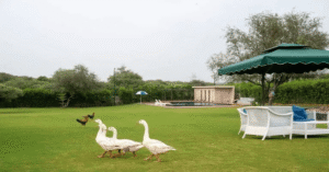 Ram Rattan Farms